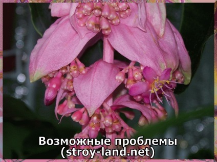 Medinilla - îngrijire la domiciliu