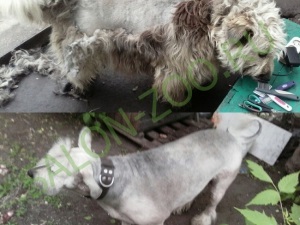 Metsi (tunsoare), tunsul de cosit sau tunsul mestizilor la domiciliu ieftin în Reutov