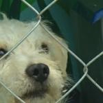 Metro Mexico City a deschis un adăpost pentru câinii fără stăpân - canal ntd