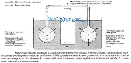 Механизмът, чрез преместване на вещества floeme