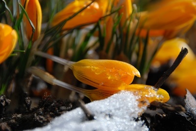 Viță de vie perene în grădină, fotografie, plante o grădină