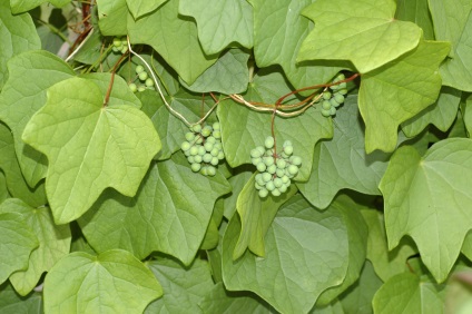 Viță de vie perene în grădină, fotografie, plante o grădină