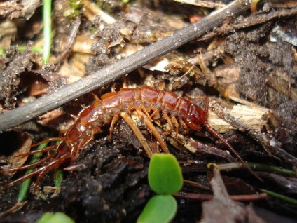 Millipedes a kertben, mi több tőlük, előnyös vagy ártalmas