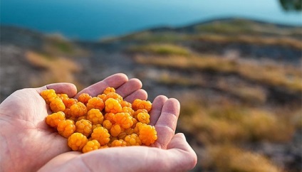 Morochka hasznos tulajdonságok és ellenjavallatok