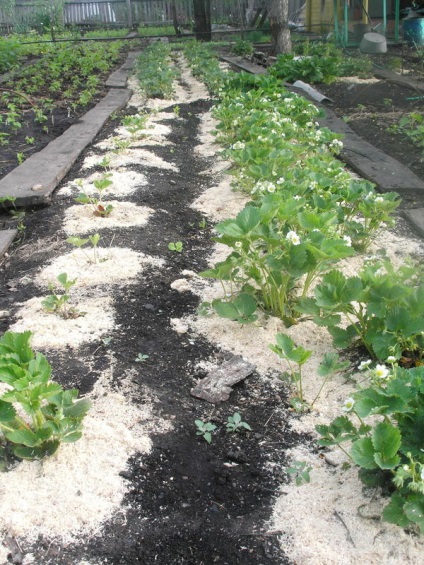 Lehetőség van arra, hogy a szalmából a talajon hagyjuk a talajtakarót a szamóca szakértői válaszaival