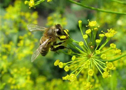 Folosirea cataractei