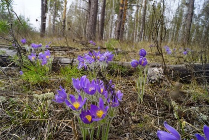 Parcul National - Meshchera - Regiunea Ryazan