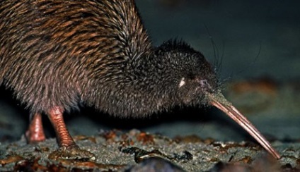 Făină kiwi fără zbor - un simbol al Noii Zeelande - călătorește în Noua Zeelandă, călătorește pe o nouă