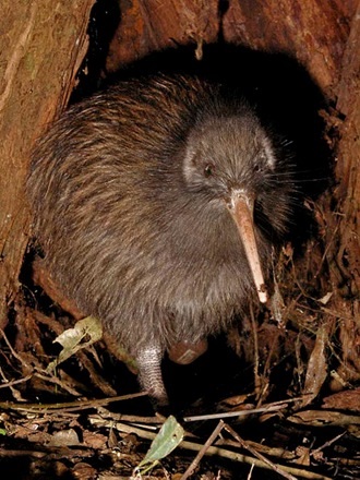 Făină kiwi fără zbor - un simbol al Noii Zeelande - călătorește în Noua Zeelandă, călătorește pe o nouă