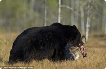 Szokatlan barátság a medve és a farkas között