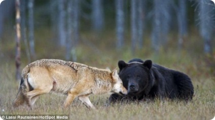 O prietenie neobișnuită între un urs și un lup