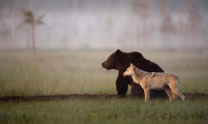 Prietenie neobișnuită între diferite animale