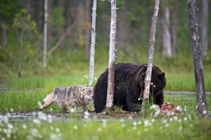 Prietenie neobișnuită între diferite animale