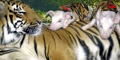 Prietenie neobișnuită între diferite animale