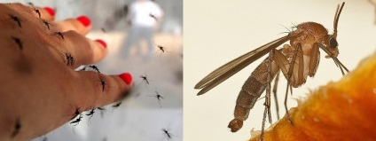 Területek és területek kezelése a Cheboksary és Chuvashia szúnyogoktól