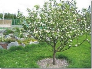 Trimming Apple Tree în programul de vară și Sfaturi privind modul de a tăia corect