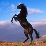 Revizuirea descrierii cailor de rasa Mustang, a fotografiilor si a videoclipurilor