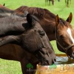 A Mustang fajták áttekintése lovak leírása, fotók és videók
