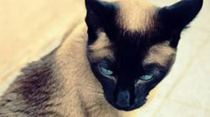 Culoarea unei pisici poartă o anumită încărcătură semantică și afectează atmosfera în casa proprietarilor