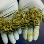 Descrierea calității super skunk, med cannabis