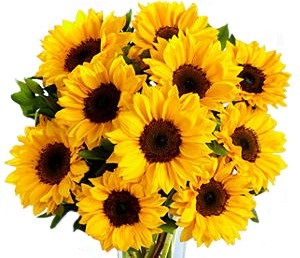 Despre plantele de apartament populare cu flori galbene care sunt capabile să ofere atmosfera soarelui în