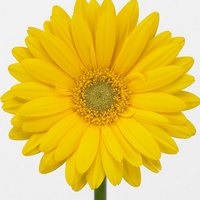 Despre plantele de apartament populare cu flori galbene care sunt capabile să ofere atmosfera soarelui în
