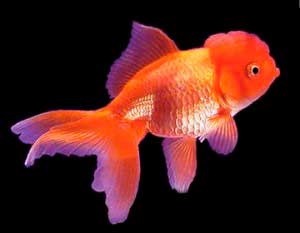 Orand, cap roșu, goldfish pentru acvariu - un lanternă, lumea unui acvariu