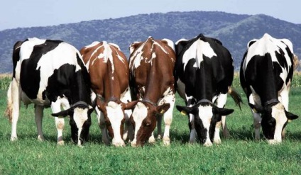 Organizarea creșterii bovinelor de lapte
