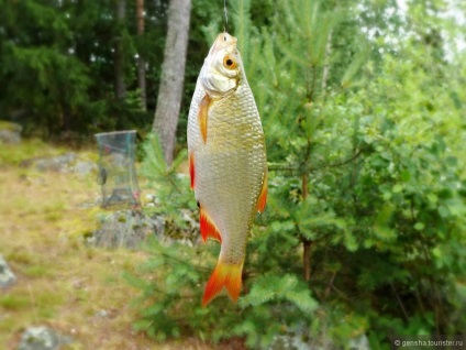 Caracteristici de pescuit în limba finlandeză