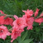 Caracteristici de a face compoziții din gladioli, blog de florar și decorator