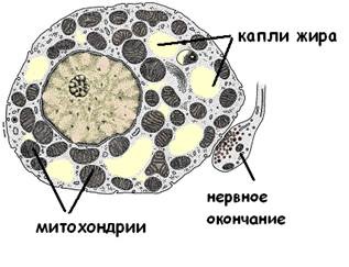 Caracteristicile structurii