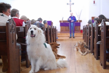 Biserica-câine atitudine