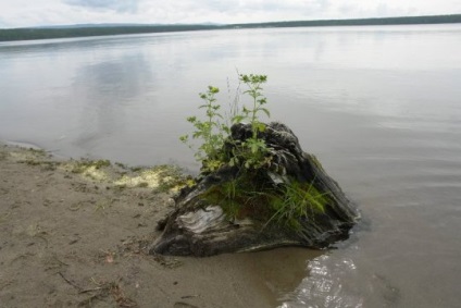 Lacul Arey se odihnește pe ari, proprietăți utile ale apei și noroiului, frumusețea naturii înconjurătoare