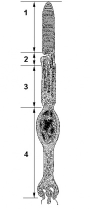 Stickuri (retină)