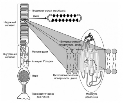 Botok (retina)