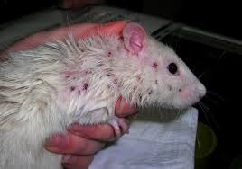 Paraziți la șobolani cum să le identifice, cum să se ocupe de ei, prevenirea