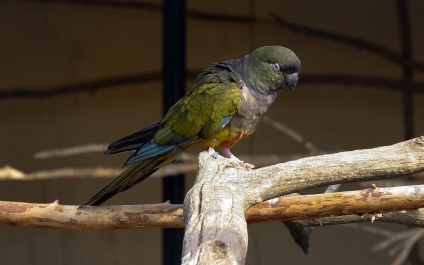 Bird Park varázslók, Kaluga régió