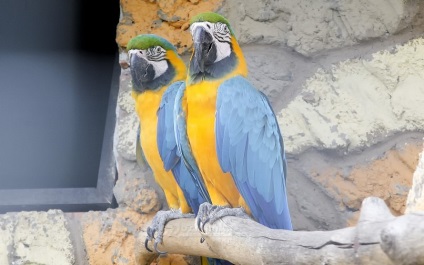 Bird Park Vrabii, regiunea Kaluga