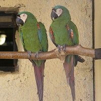 Bird Park Vrabii, regiunea Kaluga