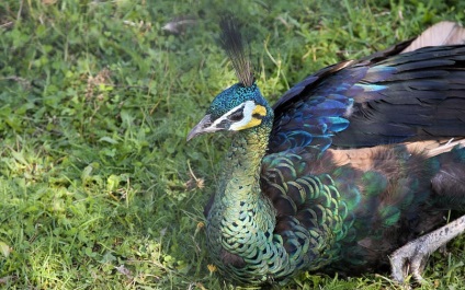 Bird Park Vrabii, regiunea Kaluga