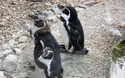 Bird Park varázslók, Kaluga régió