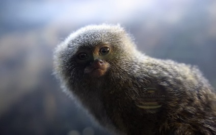 Bird Park Vrabii, regiunea Kaluga