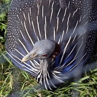 Bird Park Vrabii, regiunea Kaluga