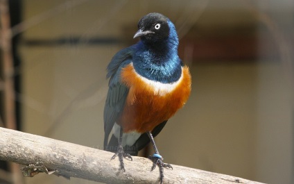 Bird Park Vrabii, regiunea Kaluga