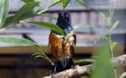 Bird Park Vrabii, regiunea Kaluga