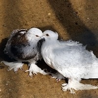 Bird Park Vrabii, regiunea Kaluga