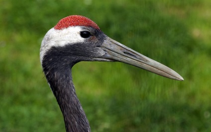Bird Park Vrabii, regiunea Kaluga
