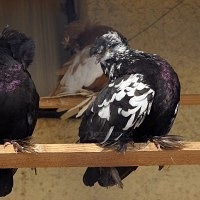 Bird Park Vrabii, regiunea Kaluga