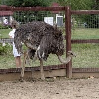 Bird Park Vrabii, regiunea Kaluga