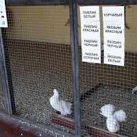 Bird Park Vrabii, regiunea Kaluga